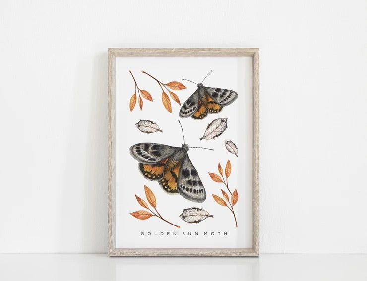 Golden Sun Moth Art Print