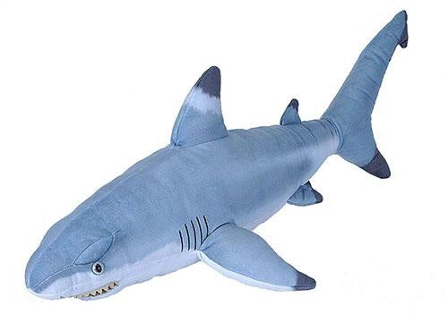 CK Black Tip Shark